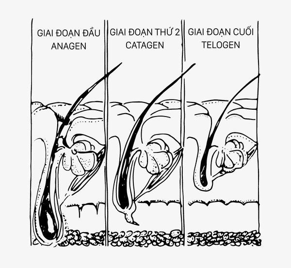 Rụng tóc theo mùa cùng sản phẩm chăm sóc da đầu của Davines