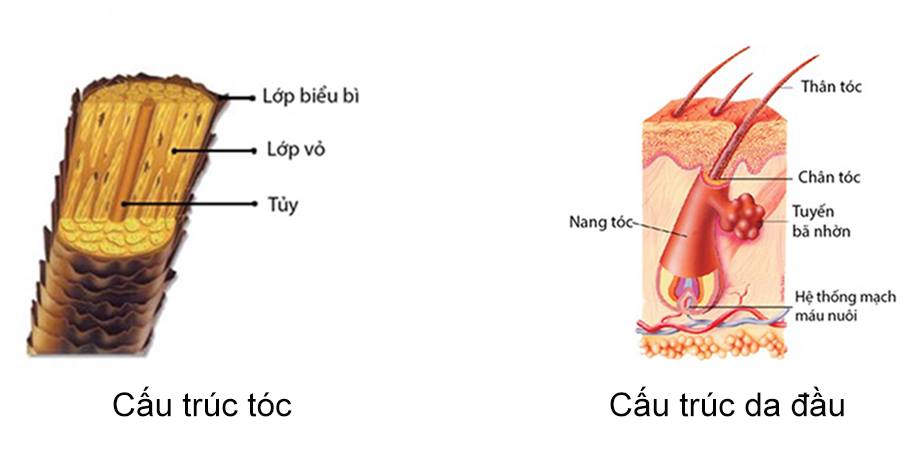 KERATINE Là gì? Và COLLAGENT là gì?